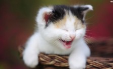 Humor, Hope and Healing